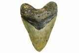Fossil Megalodon Tooth - North Carolina #378015-1